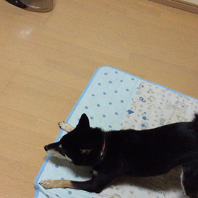 ヘルメットvsあんずの画像