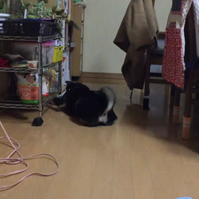 あんずとぴよよの画像