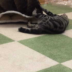 何がしたいんだか…の画像
