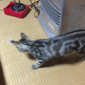 今日の茶太くん&桃ちゃんの画像