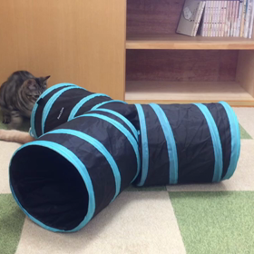 オープン前は元気なのに…の画像