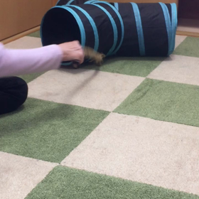 茶太が遊んでる〜の画像