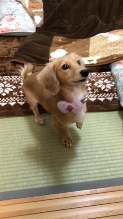 もも初めての風船遊びの記事動画