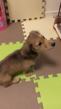 昨日はももの写メがなかったので。の記事動画