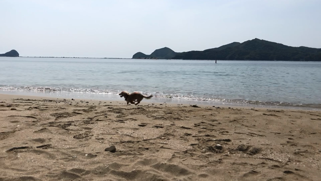 もも、二度目の海と初めてのリック❗️の記事動画