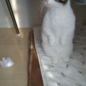にゃんだぁ！の画像
