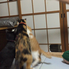 身体障害者手帳の画像
