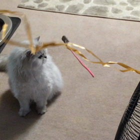 飼い主失格…の画像