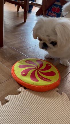 室内で冬越しした多肉たちの記事動画