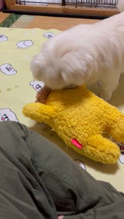 白菜、ブロッコリー発芽の記事動画