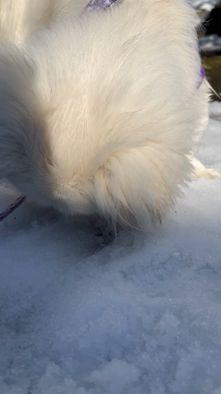 雪遊びの記事動画