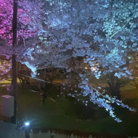 夜桜2の画像