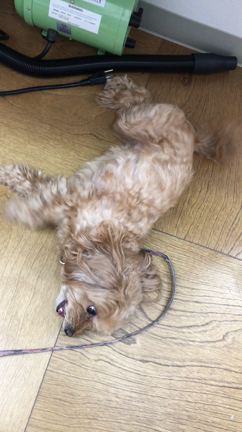 4月のお客様の記事動画