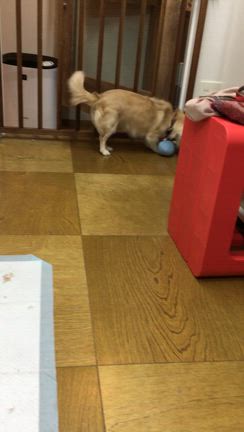 2月のお客様の記事動画