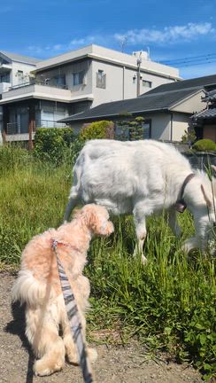 ☆ヤギさんと愛犬シェリー♡☆の記事動画
