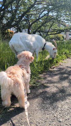 ☆ヤギさんと愛犬シェリー♡☆の記事動画