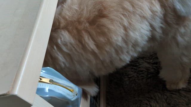 ☆愛犬シェリー我が家へ来て初のトリミング☆の記事動画