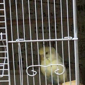 ありし日のきぃちゃんの画像