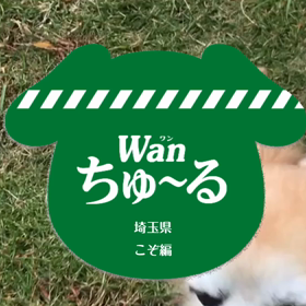 ちゅーる ちゅーる 2の画像