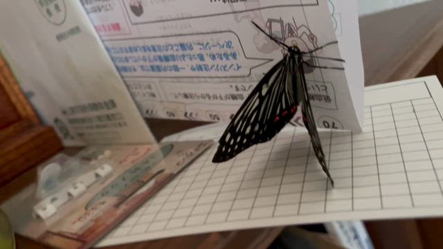アサギマダラがやって来た朝の記事動画
