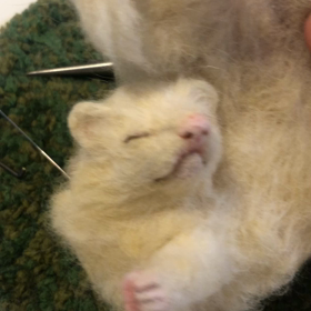 3ニョロ目のフェレットちゃんの画像