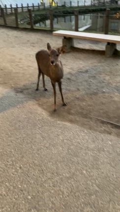 着物de正倉院展の記事動画