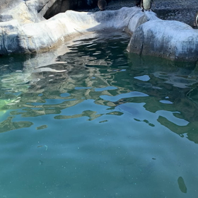 福山にある動物園にて。の画像