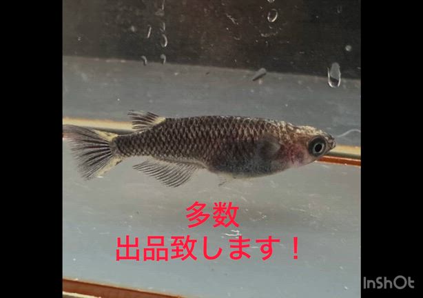 無印の炊き込みご飯とイベント告知動画と痩せたけどと内科と買い出しの記事動画
