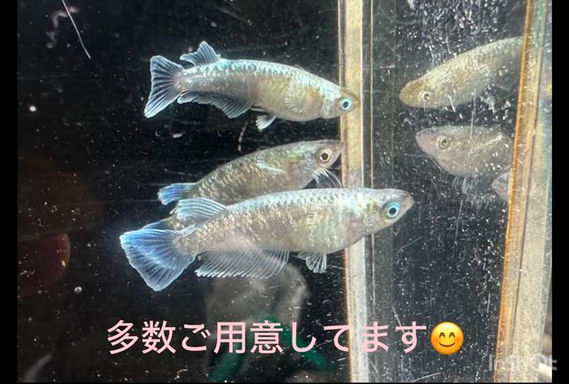 やはり呑んだと二日連続の地震とミスとスナックミーと花見の記事動画