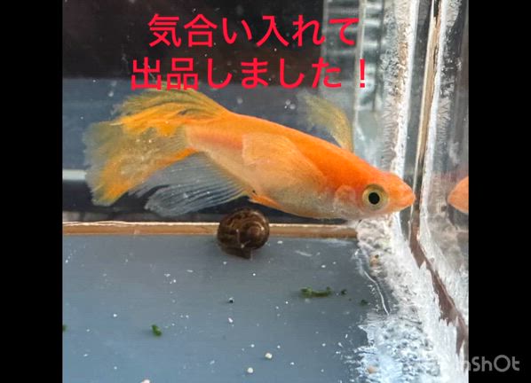 セザンヌのハイライトと朝のスリスリタイムの記事動画