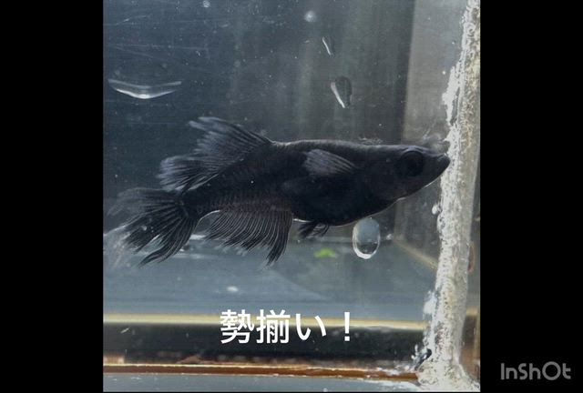 眠い日々とオニチャとボクシングの試合と納豆の期限って？と誕プレとマナラの記事動画