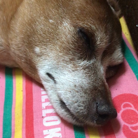 仕事行く前のちびの画像