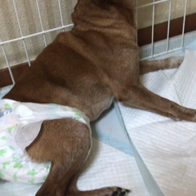しゃべれればの画像