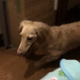 懐かしのの画像