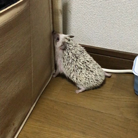 やっばり、、、(p_-)の画像