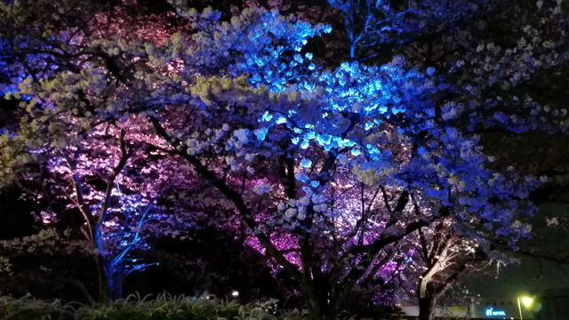 夜桜( ≧∀≦)の記事動画