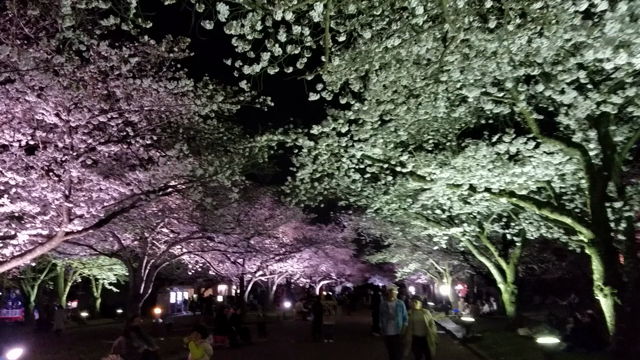 夜桜( ≧∀≦)の記事動画