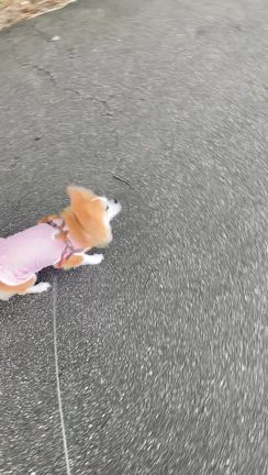 8月16日犀川ロング散歩♡レイちゃんお迎え記念日の記事動画
