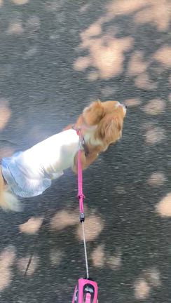 週末のお散歩とオシャレな素敵便♡の記事動画