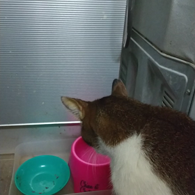 餌欲しい時の画像