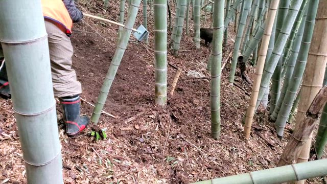 イノシシ捕れた！の記事動画