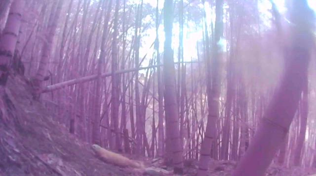 テンが獲れたので食べてみた。の記事動画
