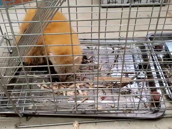 テンが獲れたので食べてみた。の記事動画