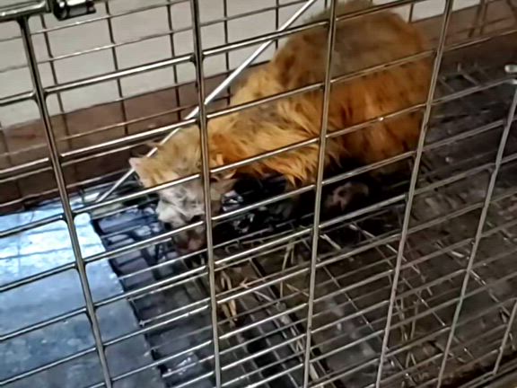 テンが獲れたので食べてみた。の記事動画