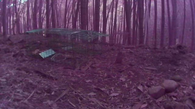 1月に活動するアナグマの記事動画