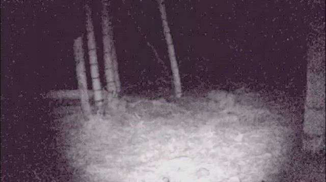 この動物は何だ？の記事動画