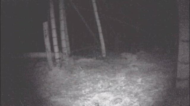 この動物は何だ？の記事動画