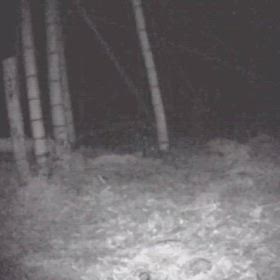 この動物は何だ？の画像