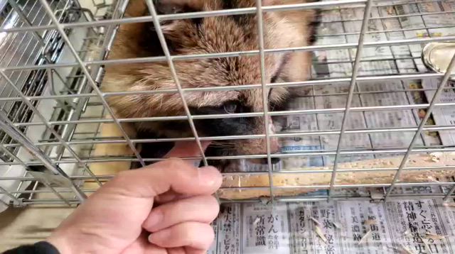 イノシシ捕獲ならず…の記事動画