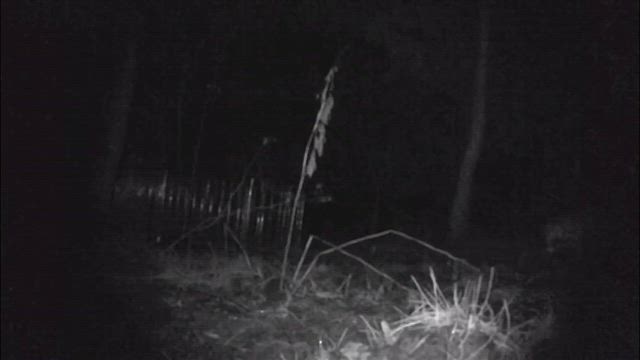 たぬきを飼うことになりました。の記事動画